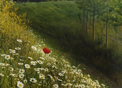 Po river daisies